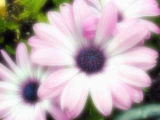 purple flowers