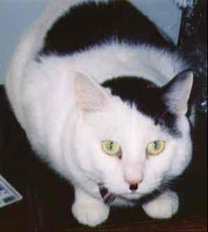 Zeig Heil mein kitty!